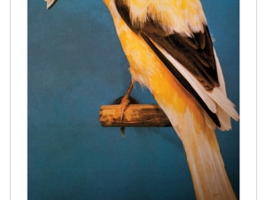 Group Show mit Tom Bola